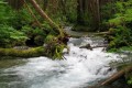 The Tongass: The National Salmon Forest