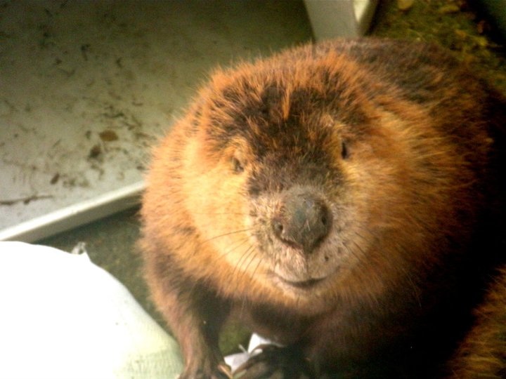 Leave It to the Beaver! — Read The Dirt