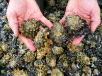 Oysters And Ocean Acidification — Read The Dirt